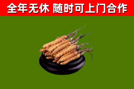 兰州回收冬虫夏草