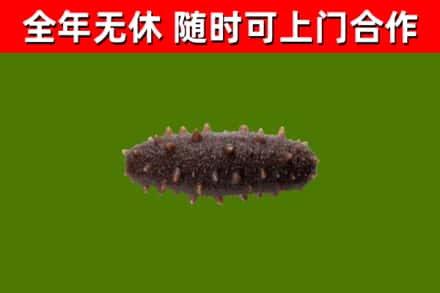 兰州回收海参干